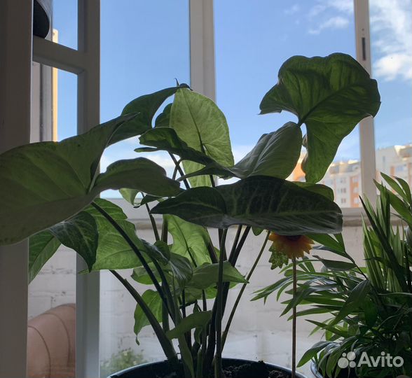 Цветок комнатный Сингониум