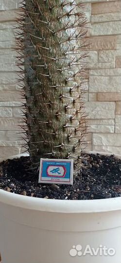 Комнатные домашние растения