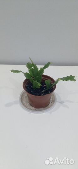 Декабрист шлюмбергера