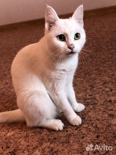 Кошки в добрые руки бесплатно