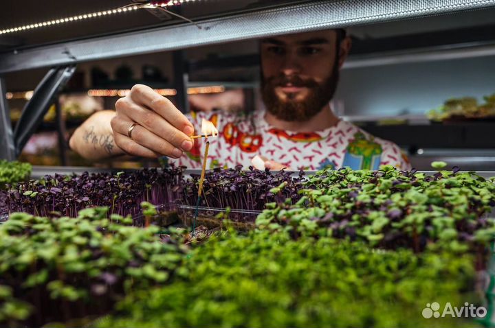 Открытие запуск сити ферм бизнес на разной зелени