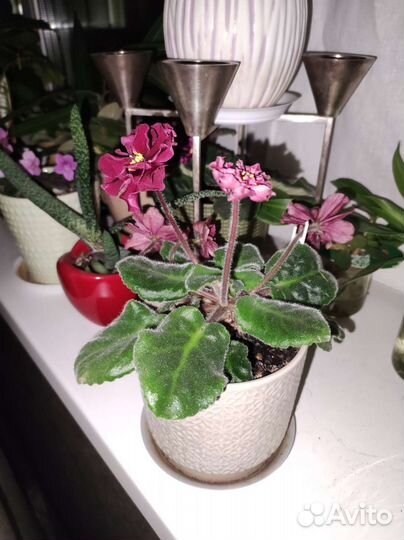 Фиалка детки