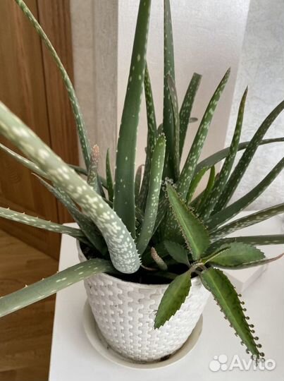 Алоэ Вера барбаденсис, лечебное