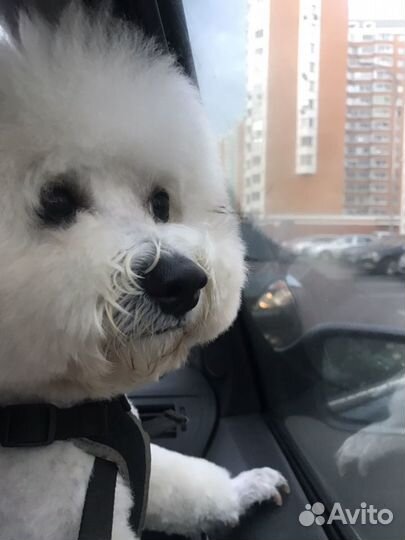 Вязка бишон-фризе