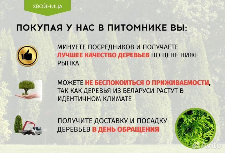 Туи сортовые Брабант,Смарагд,Колумна