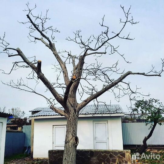 Обрезка плодовых деревьев,сада.Спил деревьев