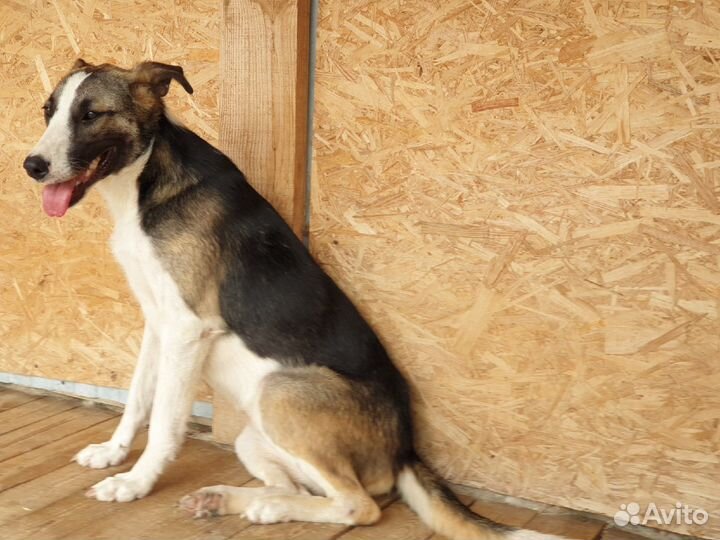 Молодая собачка Луна в добрые руки