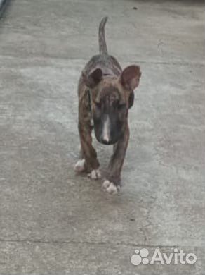 Бультерьер