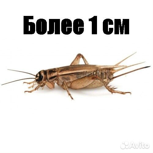 Сверчки домовые