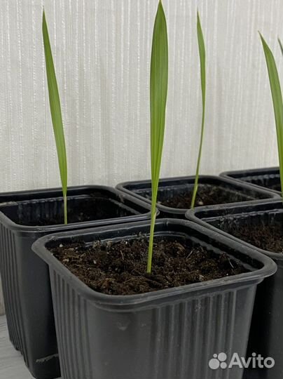 Пальмы Вашинтония