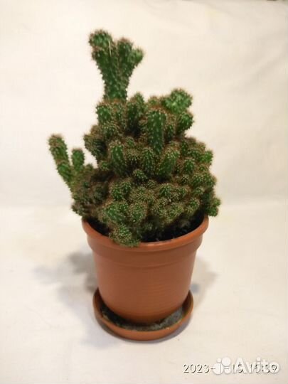 Продаю кактус цереус перуанский