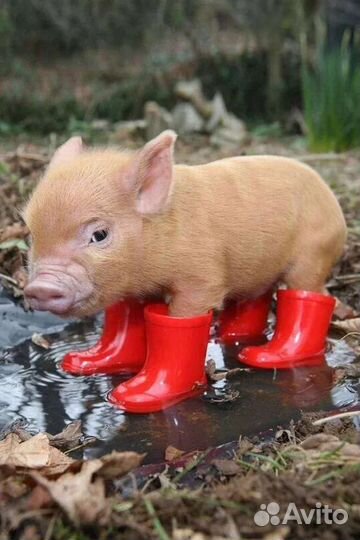 Поросята ландрас дюрок