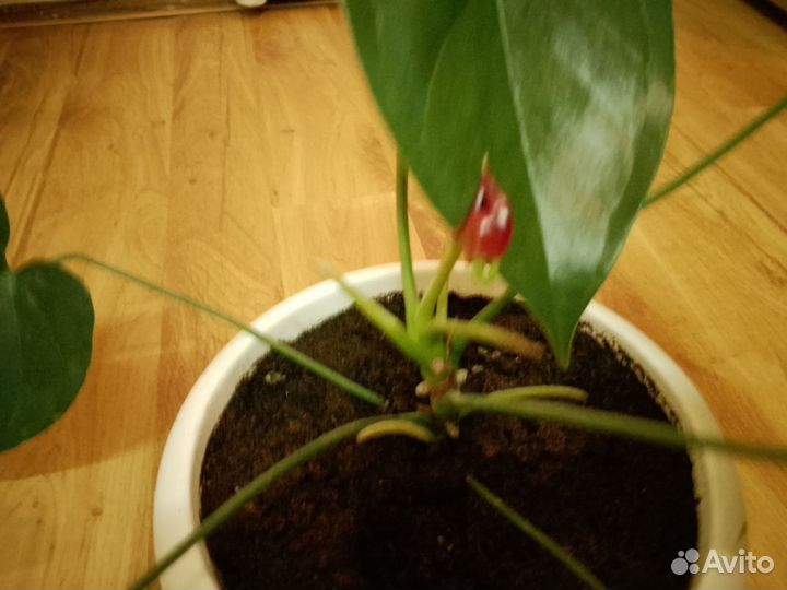 Антуриум бордовый