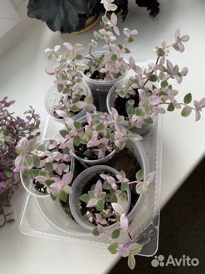 Каллизия розовая