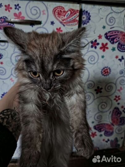 Котенок в добрые руки, как можно быстрее