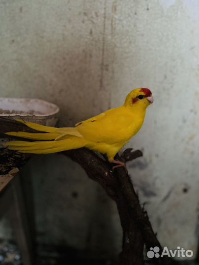 Попугай какарик