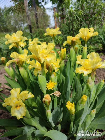 Ирис карликовый