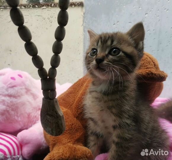 Котёнок на счастье