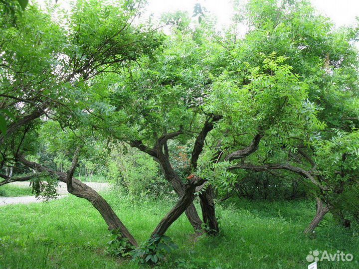 Орех Чекалкин, морозостойкий, семена