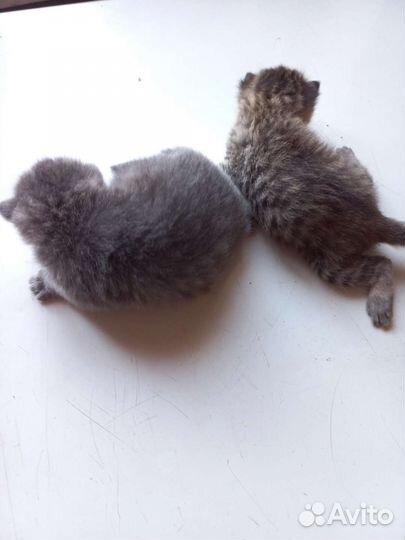 Котики бесплатно в добрые руки