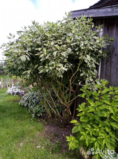 Дерен белый Элегантиссима