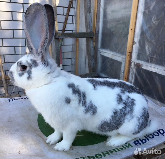 Кролихи разных пород