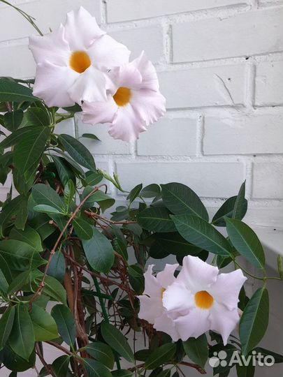 Мандевилла Diamantina Jade White - королева цветов