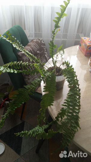 Деленки папоротника