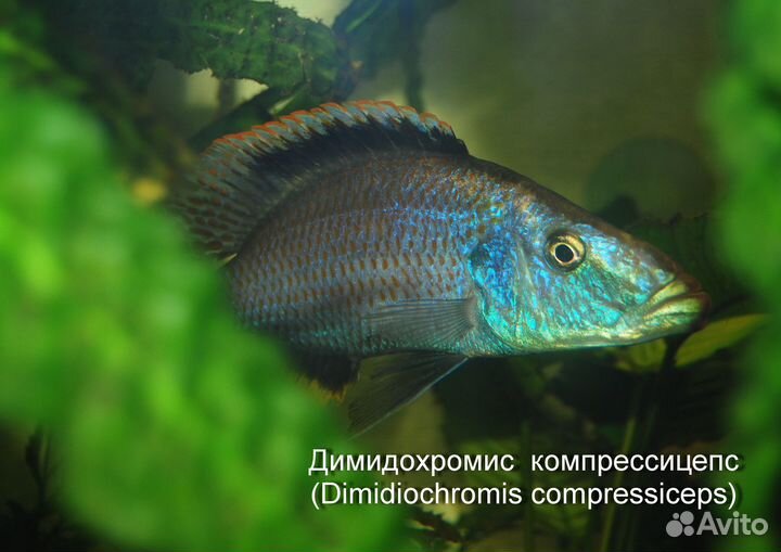 Рыбы цихлиды