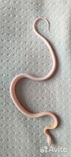 Змея маисовый полоз