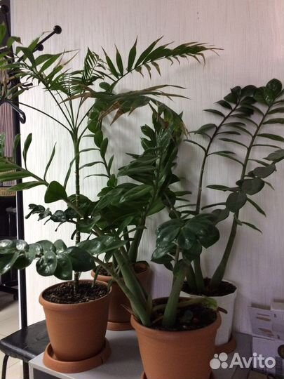 Замиокулькас