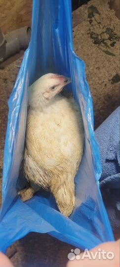 Петух, куры, яйца в подарок