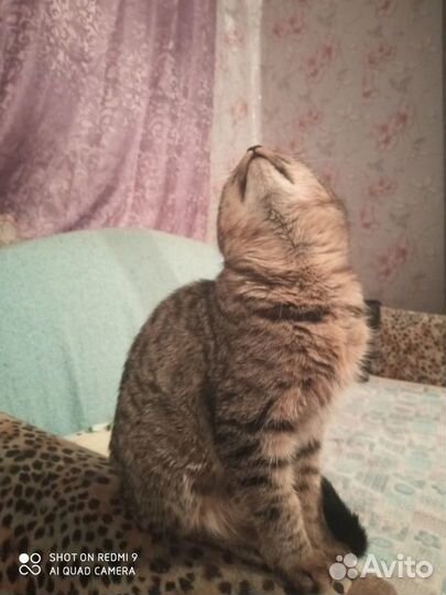 Котенок тигровый 3 мес