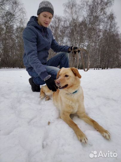 Собака веселая Уна из приюта ищет дом