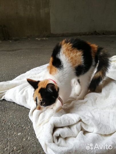 Котята ищут дом