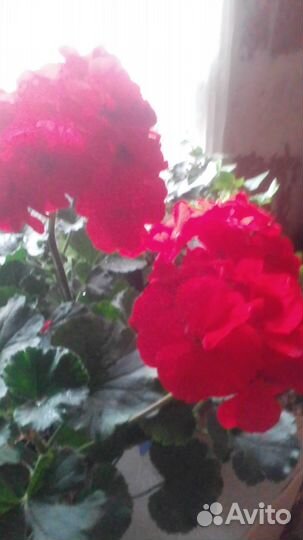 Продам цветы комнатные и садовые