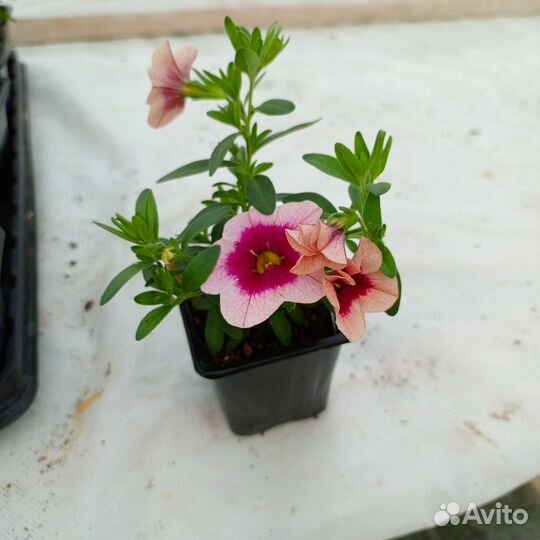 Черенки вегетаивных растений под маточники