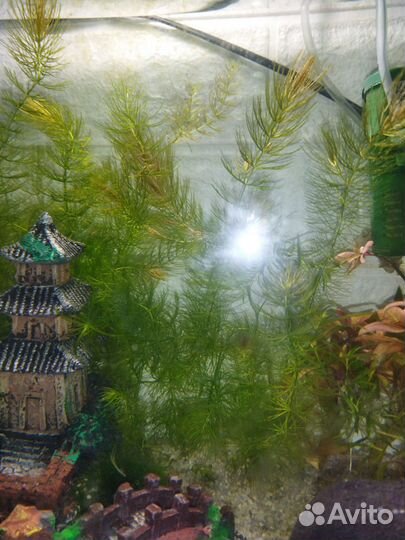 Роголистник прополка