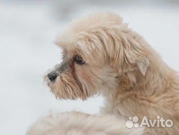 Девочка в добрые руки
