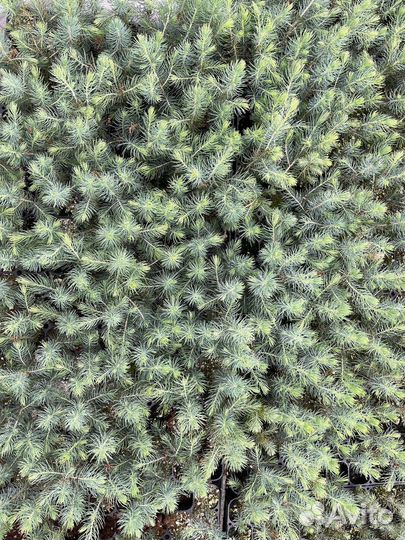 Саженцы голубой ели