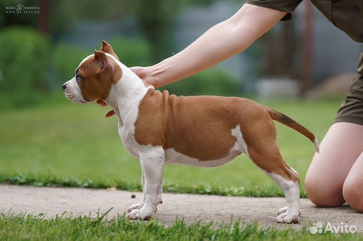 Девочка амстафф питомник