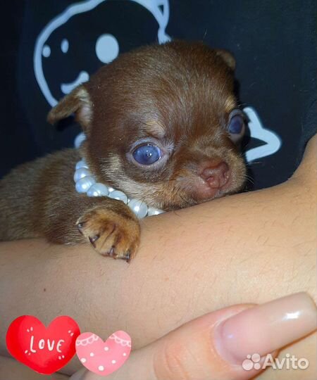 Супер минюшечки в кармашек,куколки,доставка