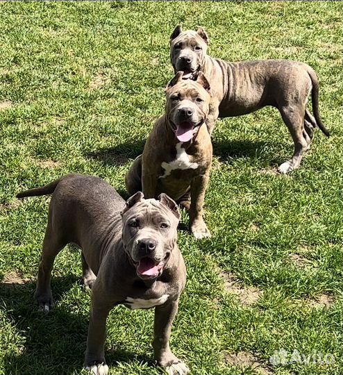 Американский Булли XL