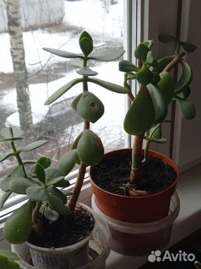 Декабрист, толстянка, каланхое