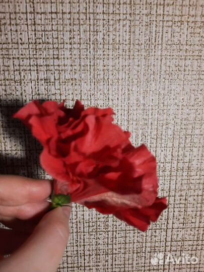 Гибискус китайская роза