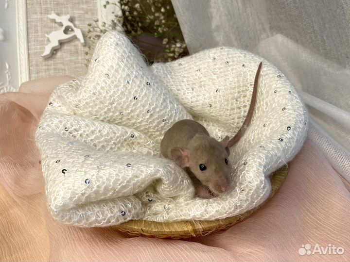 Крысята дамбо рекс, вельветины, стандарт