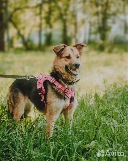 Собака Яшма в добрые руки