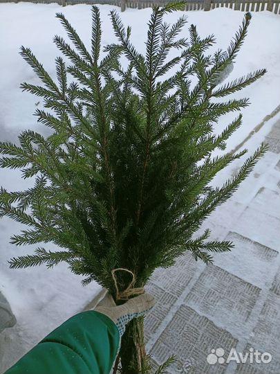 Ветки ели букет 10шт