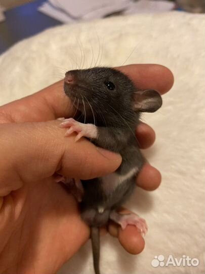 Крысята Дамбо чёрные с белым пузиком и клетки