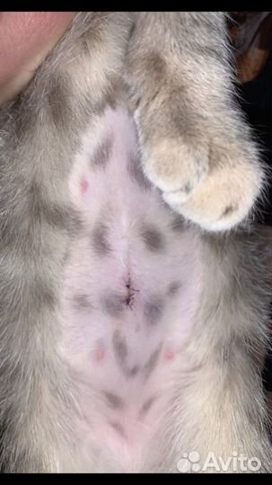 Ветеринарный врач на дом